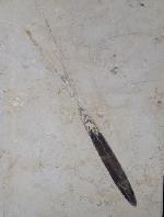 Hibolithes sp. (MONTFORT 1808) - Bild &copy; FossNet FossilienStore